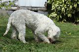LAGOTTO CAVAGE 041